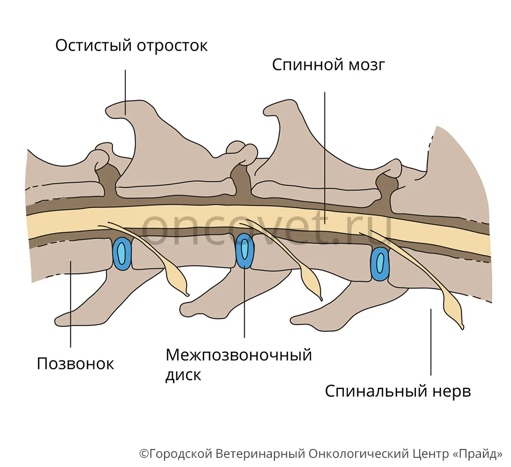 Строение позвоночника у собаки