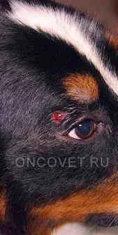 Гистиоцитома у собаки